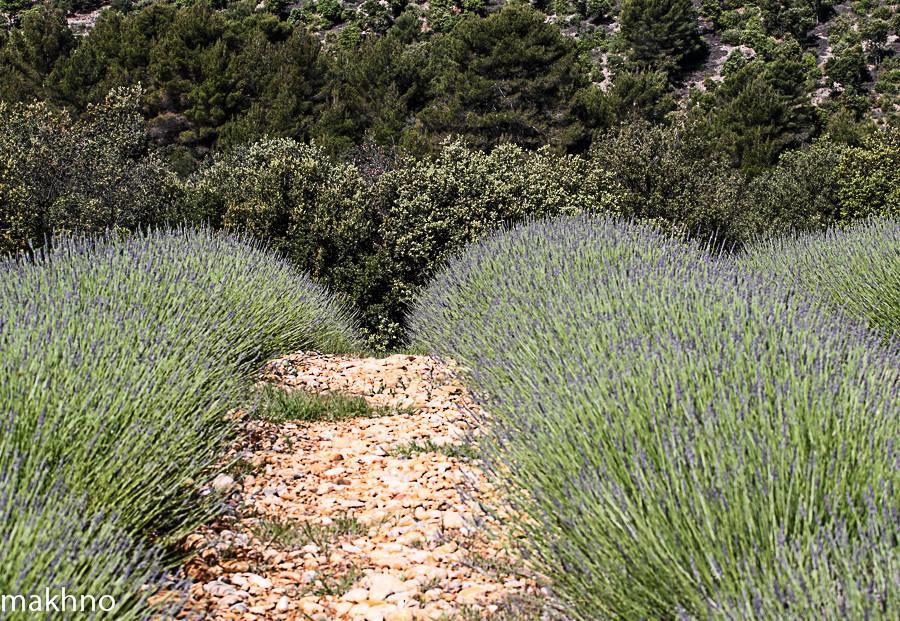 La Campagne De Petre Entrevennes Exterior photo